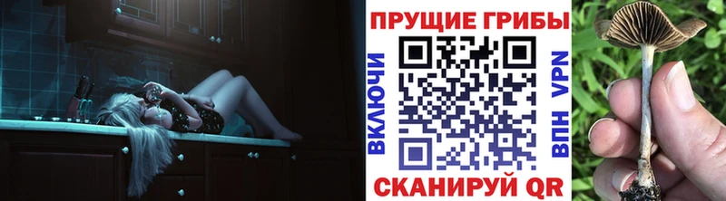 Псилоцибиновые грибы Cubensis  mega зеркало  Сураж 